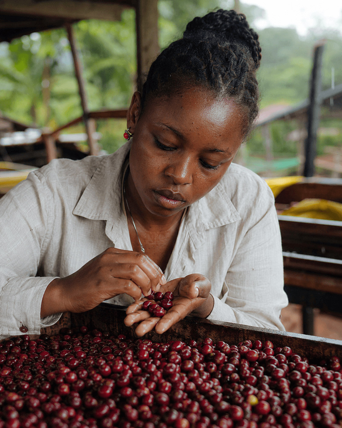 Woman carefully sorting red coffee cherries at a processing station