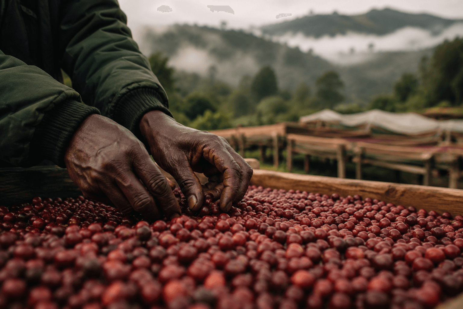 Hands carefully sorting red coffee cherries on a drying bed in the Kenyan highlands